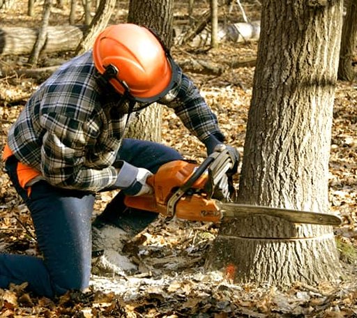 Tree Removal in Hardesty, OK